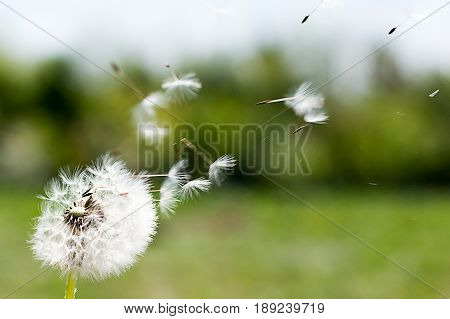 Dandelion On The Wind. Dandelion Fluff. Dandelion Tranquil Abstract Closeup Art Background.
