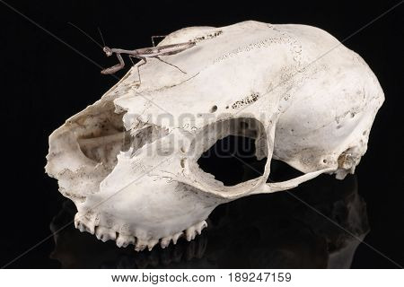 Skull and Mantis (Parasphendale affinis) on a black background