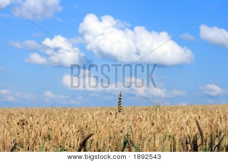 Wheatenculm