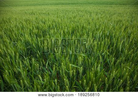 A Young Wheat Field Still Green In The French Countryside