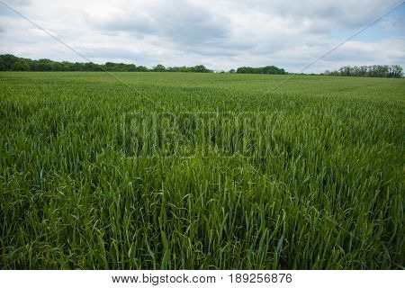 A Young Wheat Field Still Green In The French Countryside