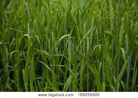 A Young Wheat Field Still Green In The French Countryside In The Vexin Region.