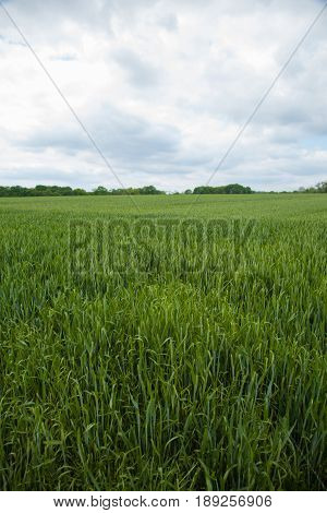 A Young Wheat Field Still Green In The French Countryside