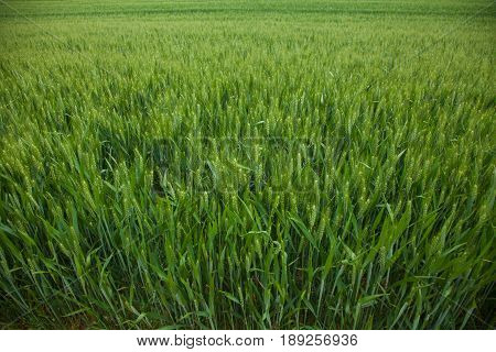 A Young Wheat Field Still Green In The French Countryside