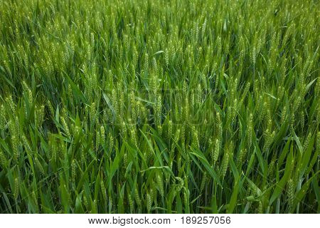 A Young Wheat Field Still Green In The French Countryside