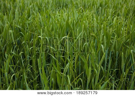 A Young Wheat Field Still Green In The French Countryside