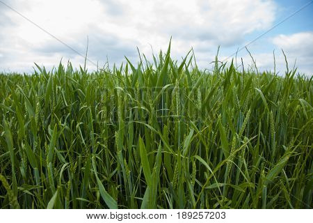 A Young Wheat Field Still Green In The French Countryside