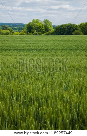 A Young Wheat Field Still Green In The French Countryside