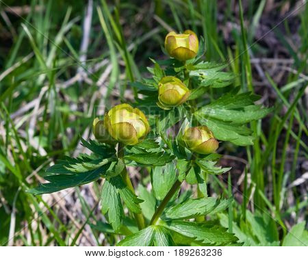 Wild globeflower or Trollius europaeus flowers macro with bokeh background selective focus shallow DOF.