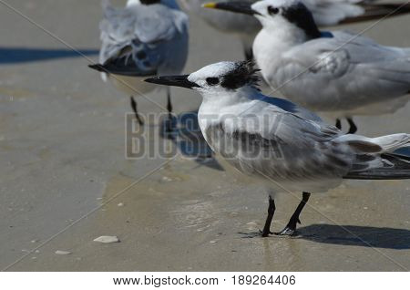 Sandwich terns standing together on a beach in Naples.