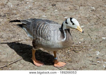 Wthite head wild goose with ring on his leg close up
