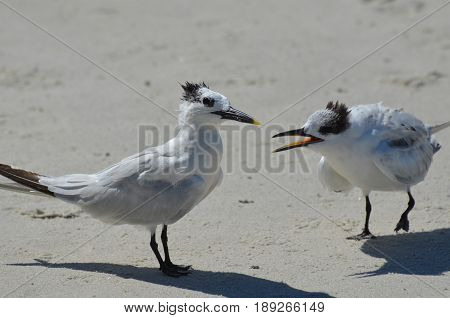 Two sandwich terns fighting along the beach in Florida.