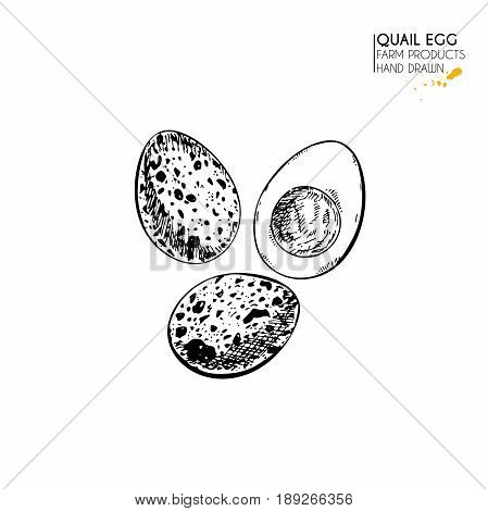Vector hand drawn set of farm products. Isolated quail boiled egg. Engraved art. Organic sketched farming meal. Use for restaurant, breackfast menu, grocery, market, store, party