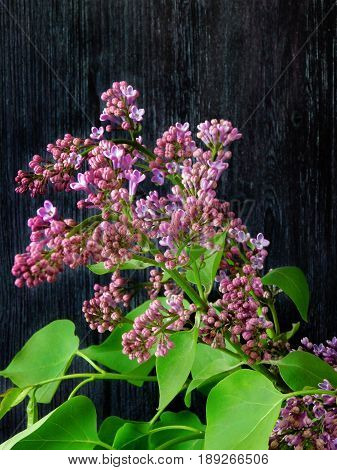Close-up of an unexpanded branch of lilac