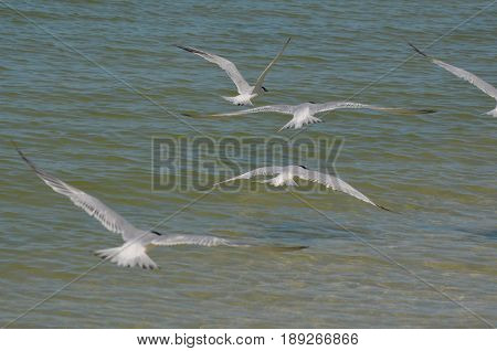Large group of flying sandwich terns with wings extended over the ocean.