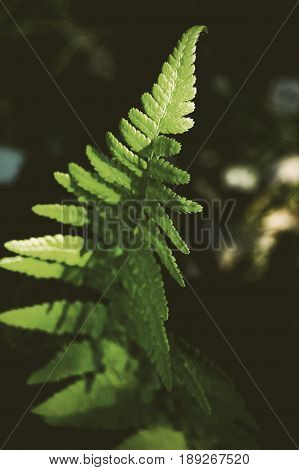 Summer ferns, close up in Sweden, Scandinavia.