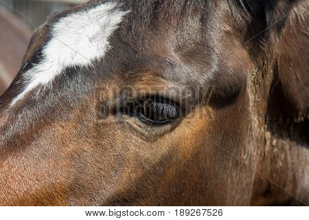 head of brwn horse close up horse eye