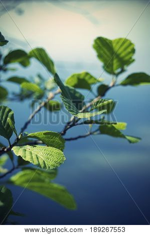 Summer leaves. Green leaves on a branch.
