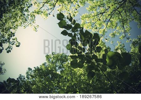 Close-up of fantastic summer vegetation in Sweden.