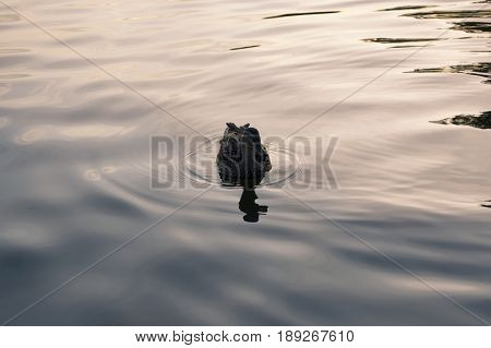 Duck floating in the water in the summer