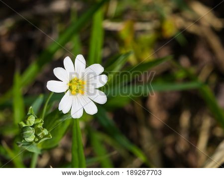 Flower Greater stitchwort or Stellaria holostea with bokeh background macro selective focus shallow DOF.