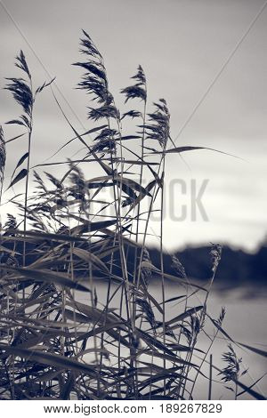 Reeds by a lake in Sweden, Scandinavia during summer. Black and white.