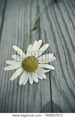 Alone daisy flower lying on a dock by the beach.