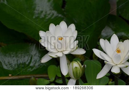 Blooming white lotus flowers in a water garden.