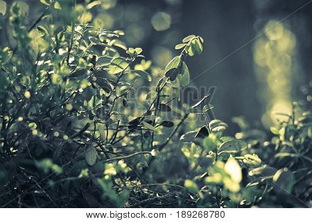 A beautiful close photo showing green forest vegetation