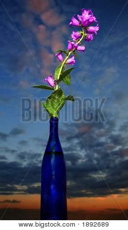 Bellflowers i flaske