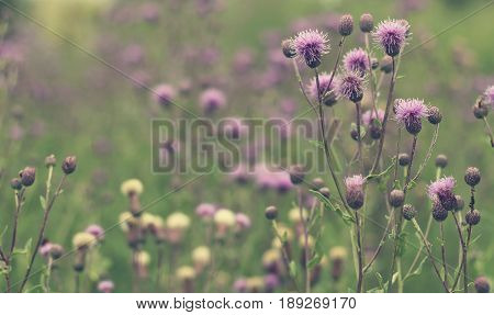 Summer flowers growing visibly with the warm climate