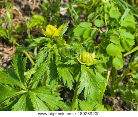 Wild globeflower or Trollius europaeus flowers macro with bokeh background selective focus shallow DOF.