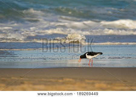 Pied Oystercatcher bird in black white with long red orange bills feeding fresh fish on sandy beach. Seashore coast in afternoon with foamy waves in Tasmania, Australia (Haematopus longirostris)
