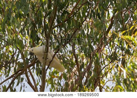 Sulphur crested cockatoo white bird with yellow crest, black bill perching on gum Eucalyptus tree in Tasmania, Australia (Cacatua galerita) 