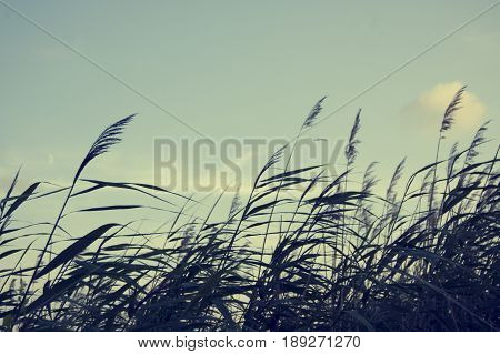 Reeds in the wind. Windy day in summer