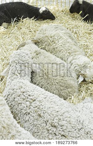 Sheep In Barn