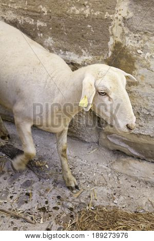 White Goat