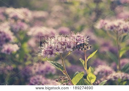 Beautiful clear capture of summery pink flowers