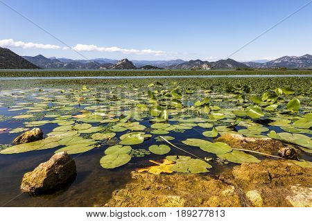 Water lilies carpeting Lake Skadar, Montenegro in summer