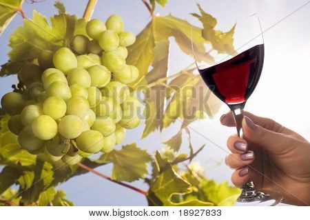 Uva sotto il sole e un bicchiere di vino