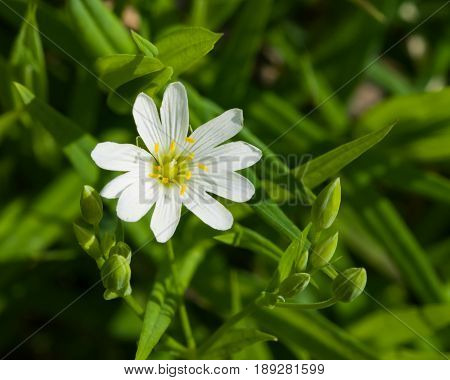 Flower Greater stitchwort or Stellaria holostea with bokeh background macro selective focus shallow DOF.