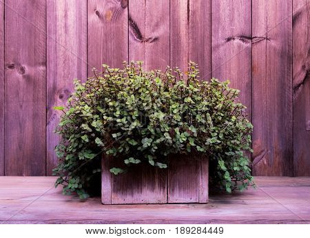 Little green shrub in wooden square flowerpot It rests on the table top and pine wood backdrop in vintage tone selective focus.