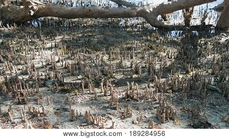 Mangrove stumps, Davao Oriental, Philippines
A clump of mangrove stumps in Barangay Lavigan, Davao Oriental, Philippines