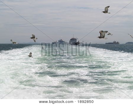 Seagul In Flights