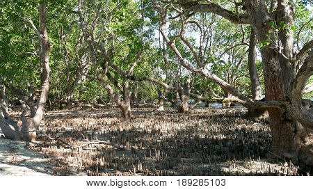Mangrove areas, Davao Oriental, Philippines
A clump of mangrove trees and stumps in Barangay Lavigan, Davao Oriental, Philippines