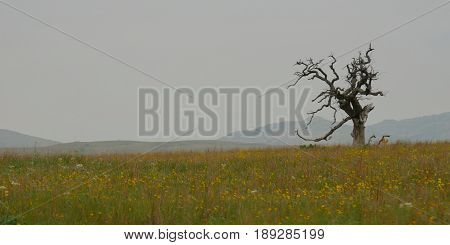 Dead tree amid wildflowers, Wichita Mountains
A dead tree stays standing up surrounded by a field of wildflowers with Wichita Mountains in the backdrop. Oklahoma