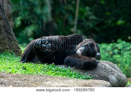The chimpanzee lies on the grass in the jungle