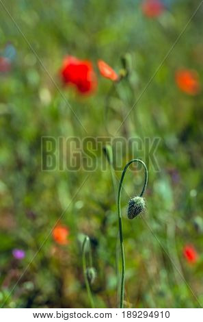 Closeup of the hairy bud of a poppy in its own natural background in the spring season.