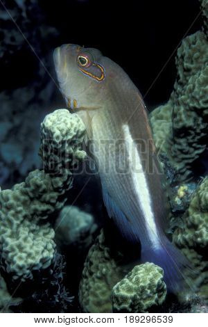 An Arc Eye Hawkfish, (Paracirrhites arcatus) sits on coral at the Kwajalein Atoll in the Pacific