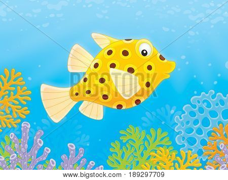Yellow spotted boxfish swimming over corals in a tropical sea